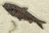 Stunning Green River Fossil Fish Mural Large Mioplosus #224591-6